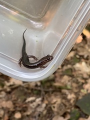 Desmognathus ochrophaeus