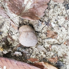 Calvatia craniiformis