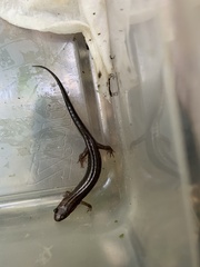 Desmognathus ochrophaeus