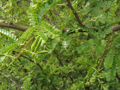Vachellia karroo