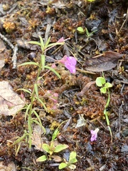 Agalinis tenuifolia