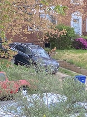 Vulpes vulpes fulvus