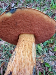 Suillellus luridus