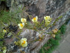 Linaria vulgaris