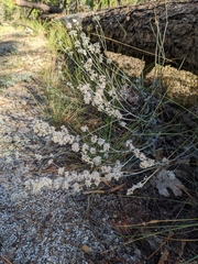 Eriogonum wrightii