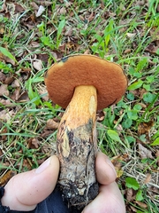 Suillellus luridus