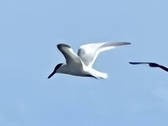 Thalasseus sandvicensis