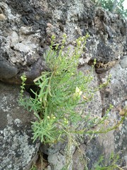 Linaria vulgaris