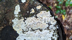 Skeletocutis amorpha