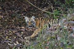 Panthera tigris tigris