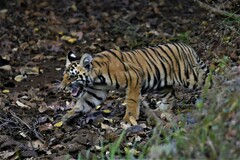 Panthera tigris tigris