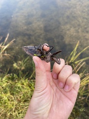Lethocerus americanus