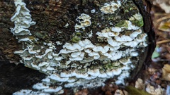 Skeletocutis amorpha