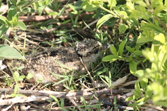 Vanellus coronatus