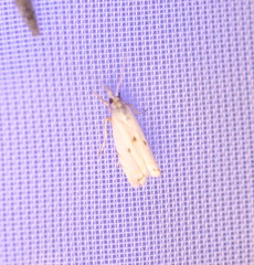 Microcrambus biguttellus