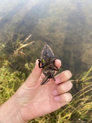 Lethocerus americanus