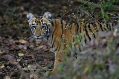 Panthera tigris tigris