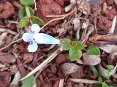 Lindernia rotundifolia