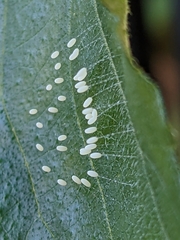 Hemerobiiformia