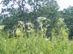 Heracleum mantegazzianum