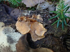 Pycnoporellus fulgens