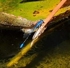 Enallagma praevarum