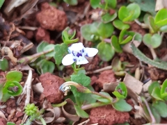 Lindernia rotundifolia