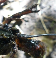 Astacus astacus
