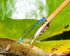 Enallagma praevarum