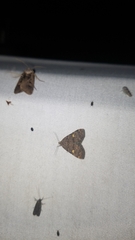 Idia diminuendis