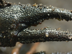 Astacus astacus