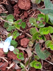 Lindernia rotundifolia