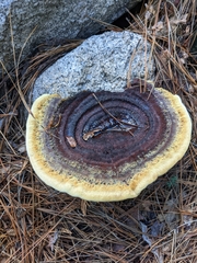 Phaeolus