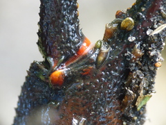 Astacus astacus
