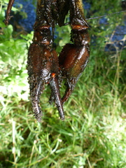 Astacus astacus