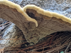 Phaeolus