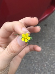 Potentilla argentea