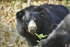 Melursus ursinus ursinus