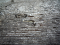 Acronicta megacephala