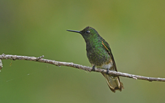 Boissonneaua flavescens