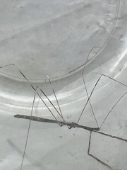 Emesaya brevipennis