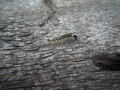 Acronicta megacephala