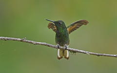 Boissonneaua flavescens