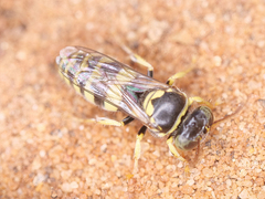 Bembecinus