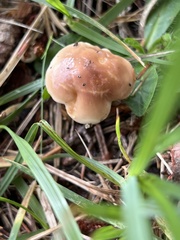 Marasmius oreades