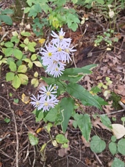 Symphyotrichum shortii