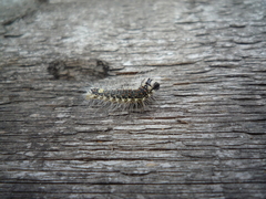 Acronicta megacephala