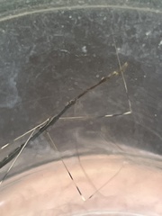 Emesaya brevipennis