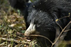 Melursus ursinus ursinus