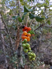 Lonicera hispidula
